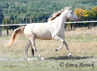Andaluces, Yegua, 3 años, 157 cm, Perla