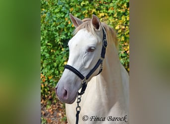 Andaluces, Yegua, 3 años, 157 cm, Perla