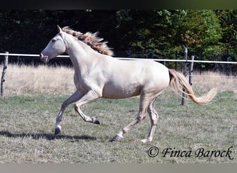 Andaluces, Yegua, 3 años, 157 cm, Perla
