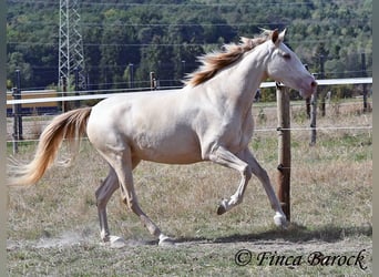 Andaluces, Yegua, 3 años, 157 cm, Perla