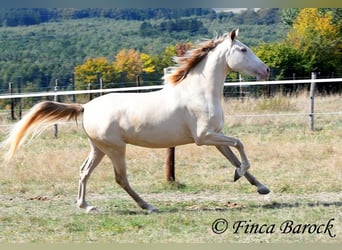 Andaluces, Yegua, 3 años, 157 cm, Perla