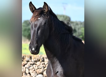 Andaluces, Yegua, 3 años, 158 cm, Negro