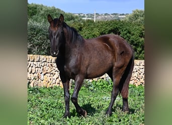 Andaluces, Yegua, 3 años, 158 cm, Negro