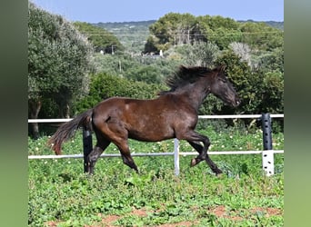 Andaluces, Yegua, 3 años, 158 cm, Negro