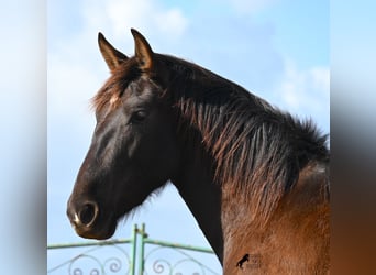 Andaluces, Yegua, 3 años, 158 cm, Negro