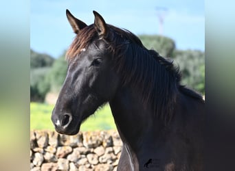 Andaluces, Yegua, 3 años, 158 cm, Negro