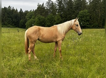 Andaluces Mestizo, Yegua, 3 años, 158 cm, Palomino