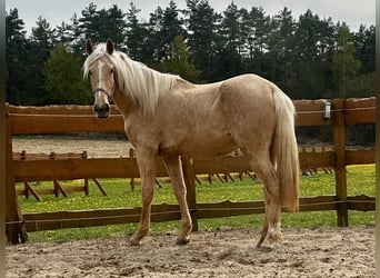 Andaluces Mestizo, Yegua, 3 años, 158 cm, Palomino