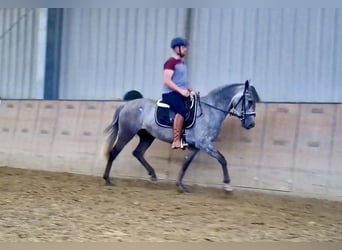 Andaluces, Yegua, 3 años, 158 cm, Porcelana