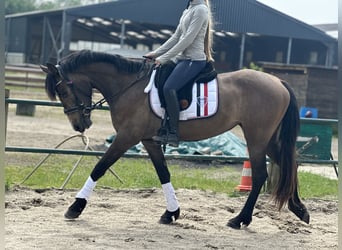 Andaluces Mestizo, Yegua, 3 años, 159 cm, Ruano alazán