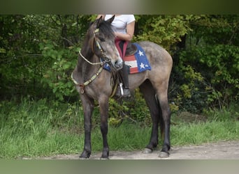 Andaluces Mestizo, Yegua, 3 años, 159 cm, Ruano alazán