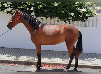 Andaluces, Yegua, 3 años, 160 cm, Castaño