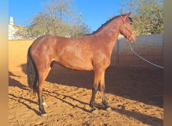 Andaluces, Yegua, 3 años, 160 cm, Castaño