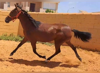 Andaluces, Yegua, 3 años, 160 cm, Castaño