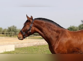 Andaluces, Yegua, 3 años, 160 cm, Castaño