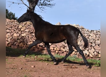 Andaluces, Yegua, 3 años, 160 cm, Negro