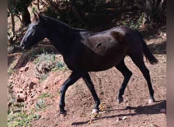 Andaluces, Yegua, 3 años, 160 cm, Negro