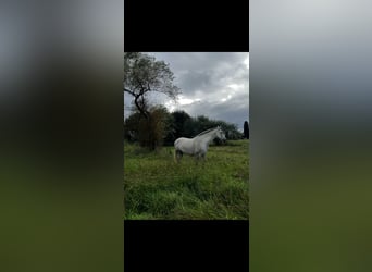 Andaluces, Yegua, 3 años, 160 cm, Tordo