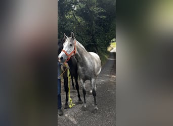 Andaluces, Yegua, 3 años, 160 cm, Tordo