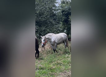 Andaluces, Yegua, 3 años, 160 cm, Tordo