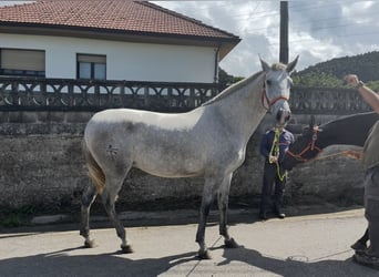 Andaluces, Yegua, 3 años, 160 cm, Tordo