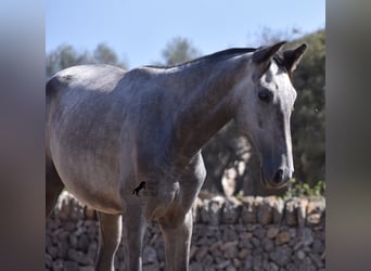 Andaluces, Yegua, 3 años, 160 cm, Tordo
