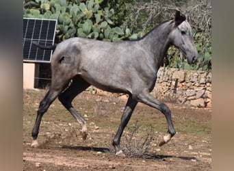 Andaluces, Yegua, 3 años, 160 cm, Tordo