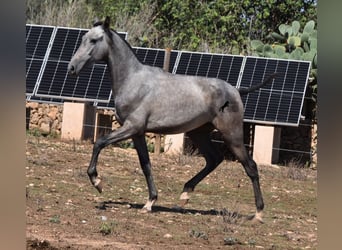 Andaluces, Yegua, 3 años, 160 cm, Tordo