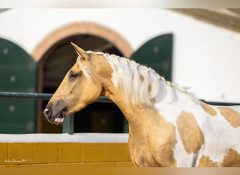 Andaluces, Yegua, 3 años, 161 cm, Pío