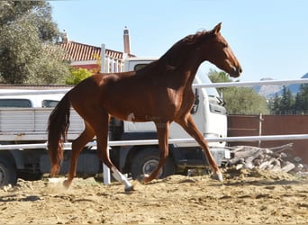Andaluces, Yegua, 3 años, 162 cm, Alazán