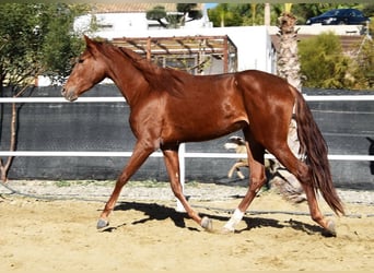 Andaluces, Yegua, 3 años, 162 cm, Alazán