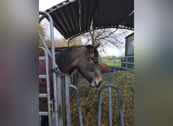 Andaluces, Yegua, 3 años, 162 cm, Buckskin/Bayo