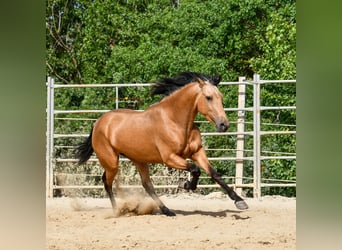 Andaluces, Yegua, 3 años, 163 cm, Bayo