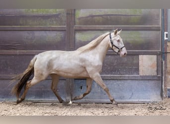 Andaluces, Yegua, 3 años, 164 cm, Cremello