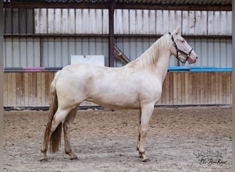 Andaluces, Yegua, 3 años, 164 cm, Cremello