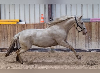 Andaluces, Yegua, 3 años, 164 cm, Cremello