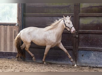 Andaluces, Yegua, 3 años, 164 cm, Cremello