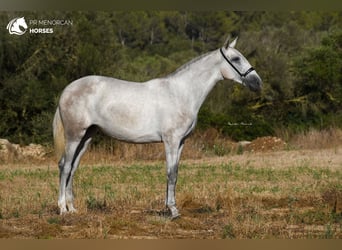 Andaluces, Yegua, 3 años, 164 cm, Tordo