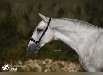 Andaluces, Yegua, 3 años, 164 cm, Tordo
