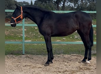 Andaluces, Yegua, 3 años, 165 cm, Negro