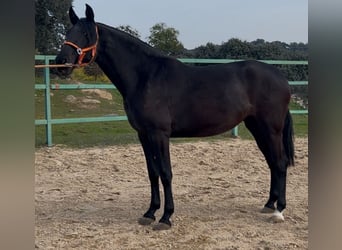 Andaluces, Yegua, 3 años, 165 cm, Negro