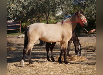 Andaluces, Yegua, 3 años, Bayo