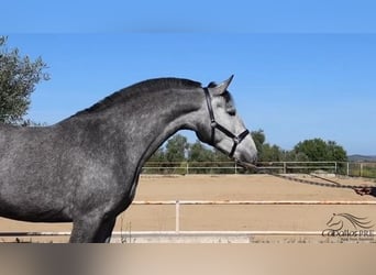 Andaluces, Yegua, 3 años, Tordo