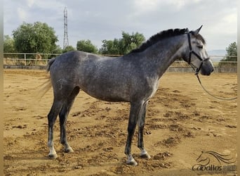 Andaluces, Yegua, 3 años, Tordo