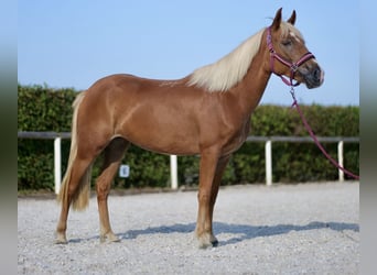 Andaluces, Yegua, 4 años, 138 cm, Palomino