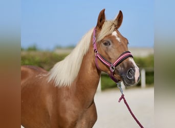 Andaluces, Yegua, 4 años, 138 cm, Palomino