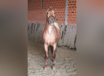 Andaluces Mestizo, Yegua, 4 años, 150 cm, Ruano alazán