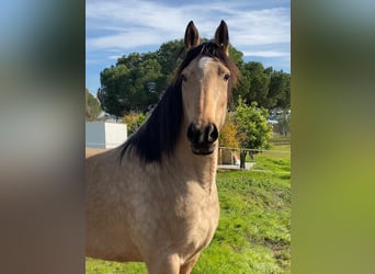 Andaluces, Yegua, 4 años, 152 cm, Bayo