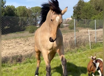 Andaluces, Yegua, 4 años, 152 cm, Bayo