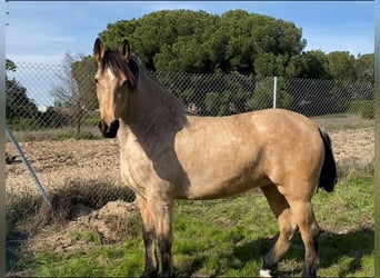 Andaluces, Yegua, 4 años, 152 cm, Bayo